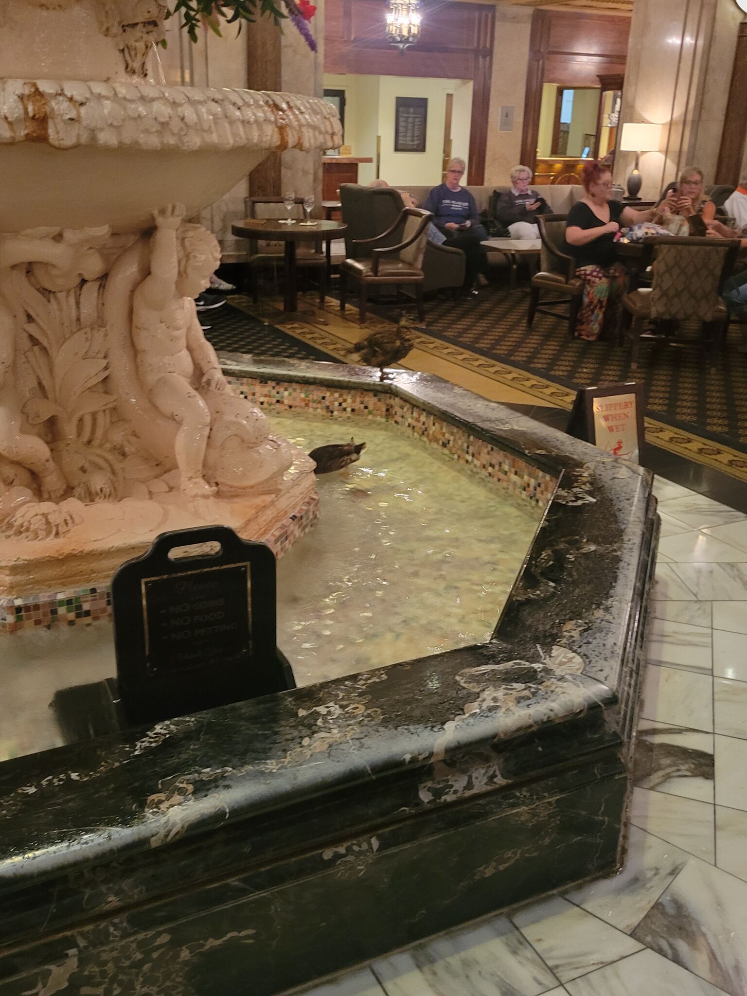 Peabody Ducks
