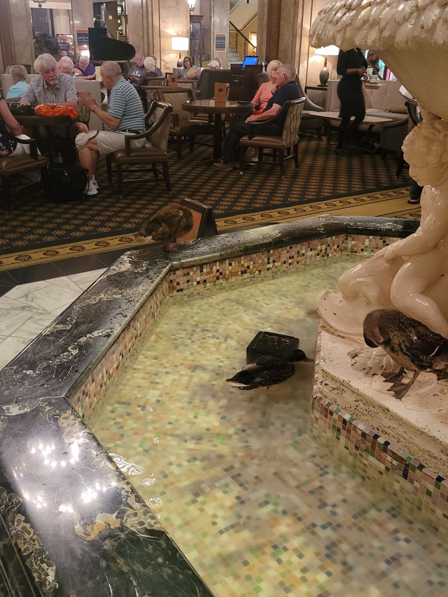 Peabody Ducks
