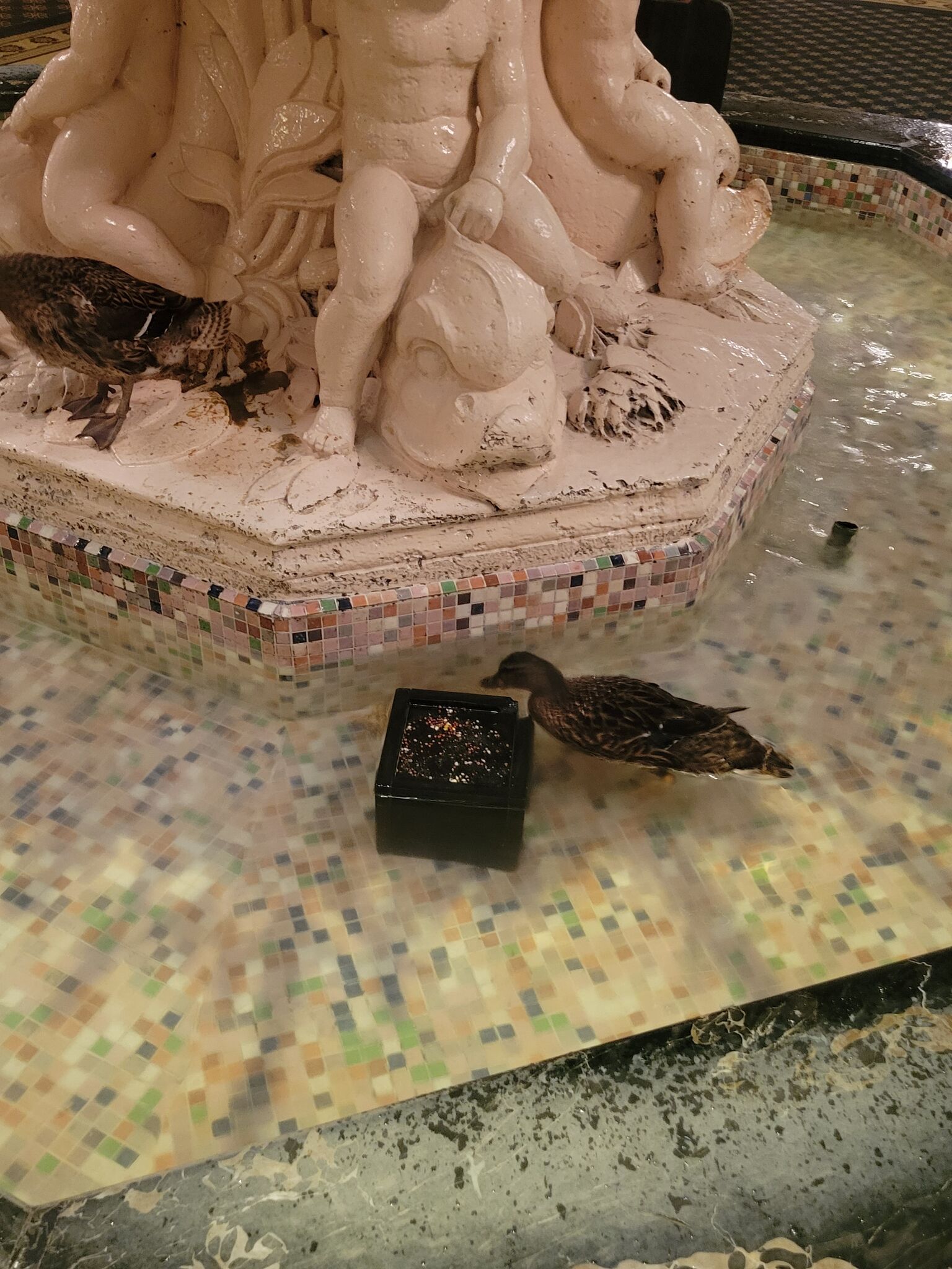 Peabody Ducks
